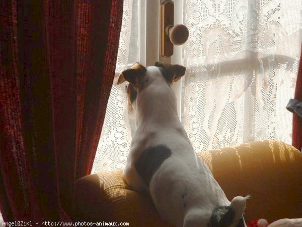 Photo de Jack russell terrier