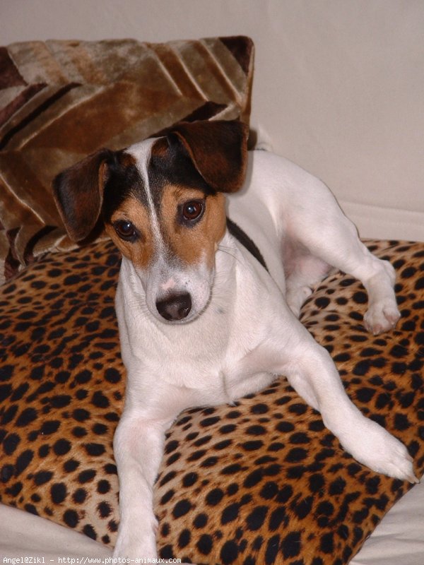 Photo de Jack russell terrier