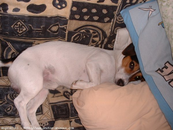 Photo de Jack russell terrier