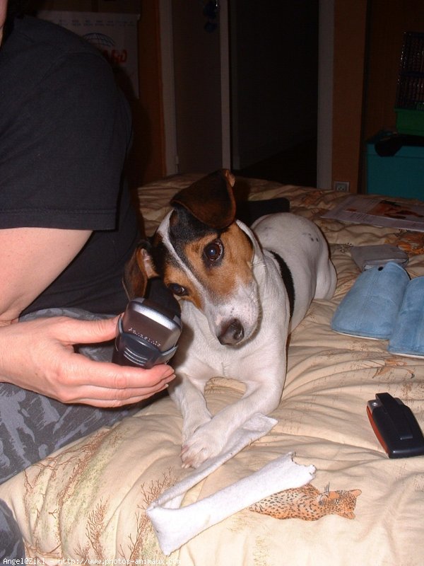 Photo de Jack russell terrier