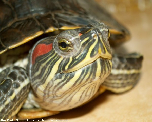 Photo de Tortue