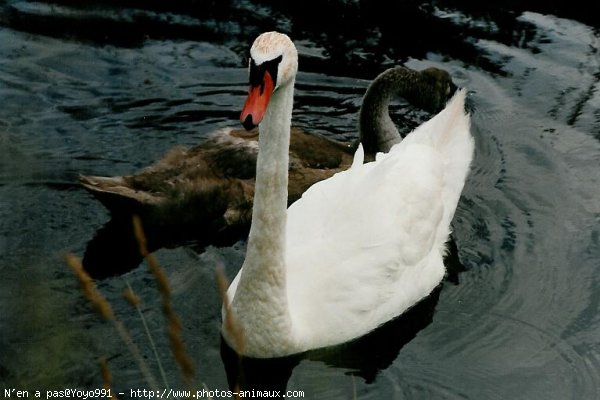 Photo de Cygne