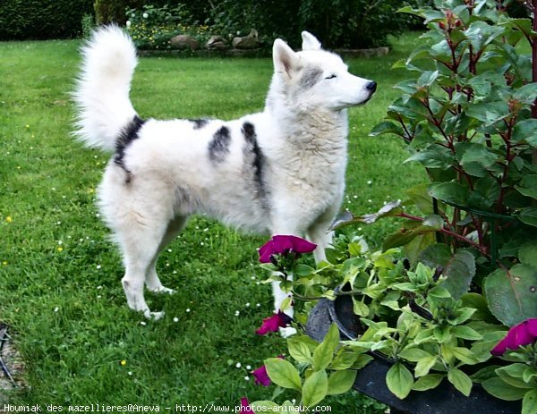 Photo de Husky siberien