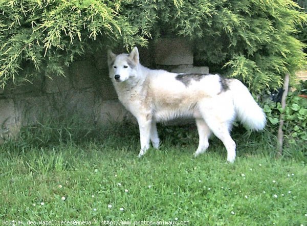 Photo de Husky siberien