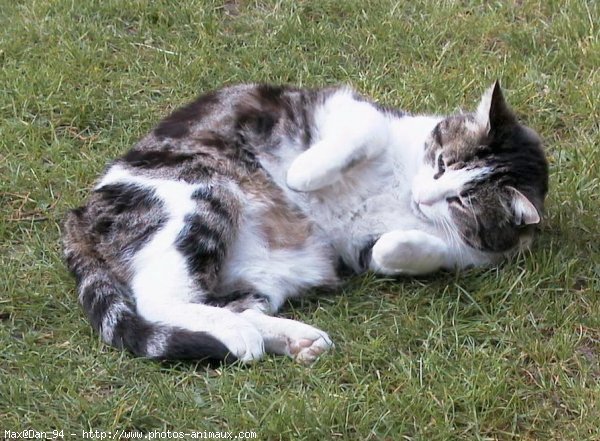 Photo de Chat domestique