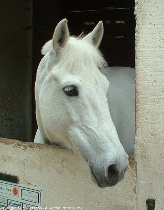 Photo de Poney franais de selle