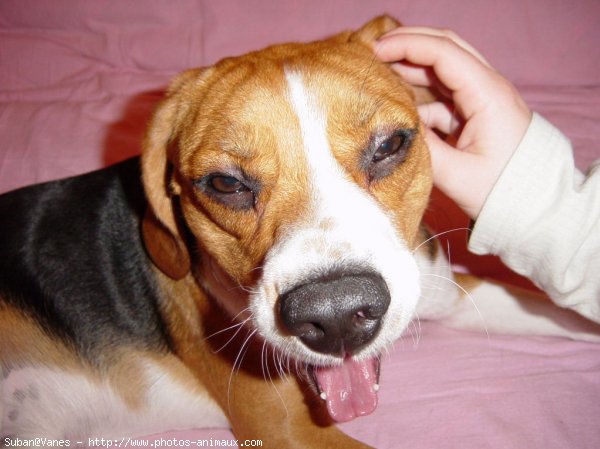 Photo de Beagle