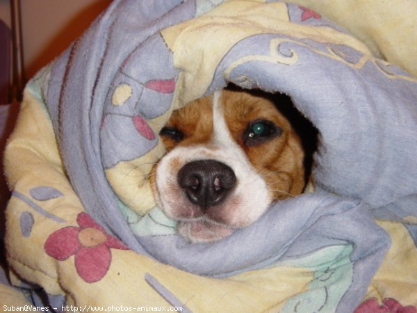 Photo de Beagle