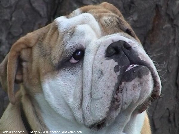 Photo de Bulldog