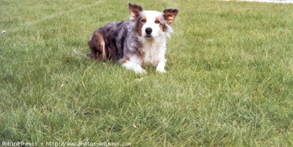 Photo de Border collie