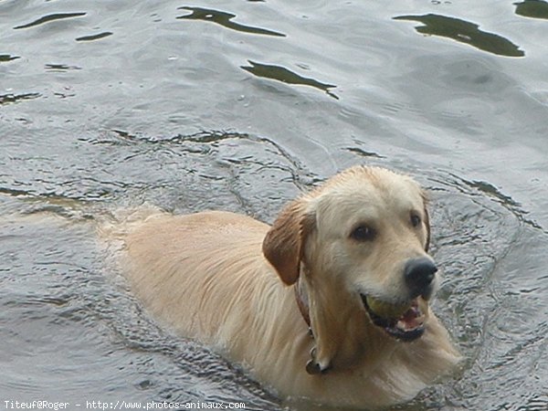 Photo de Golden retriever