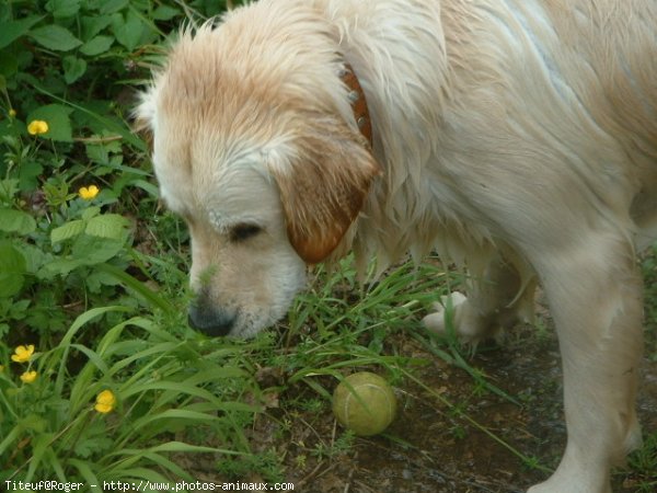 Photo de Golden retriever