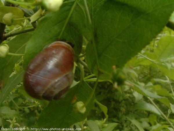 Photo d'Escargot