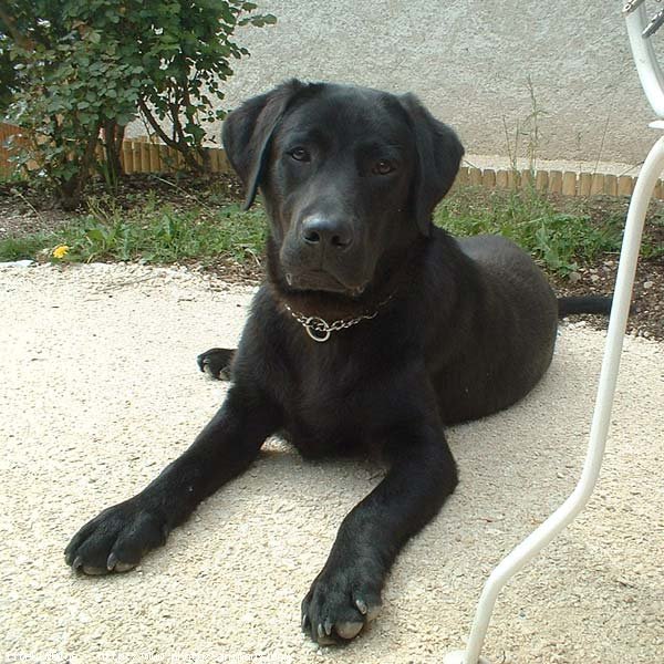 Photo de Labrador retriever