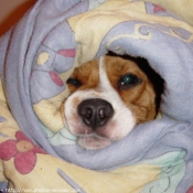 Photo de Beagle