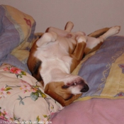 Photo de Beagle