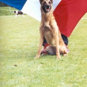 Photo de Berger belge malinois