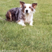 Photo de Border collie