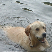 Photo de Golden retriever