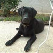 Photo de Labrador retriever