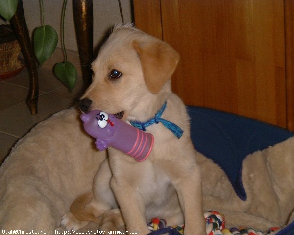 Photo de Labrador retriever