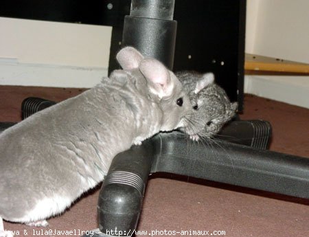 Photo de Chinchilla