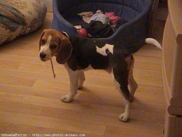 Photo de Beagle