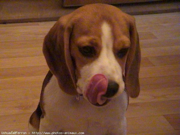 Photo de Beagle