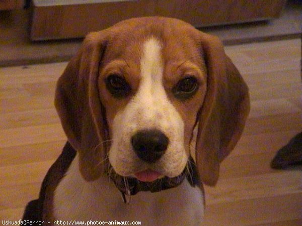 Photo de Beagle