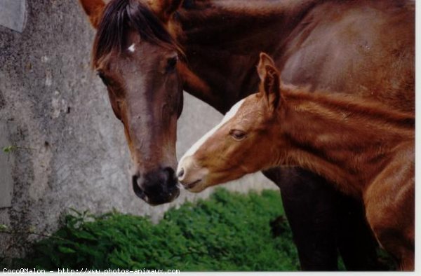 Photo de Trotteur franais