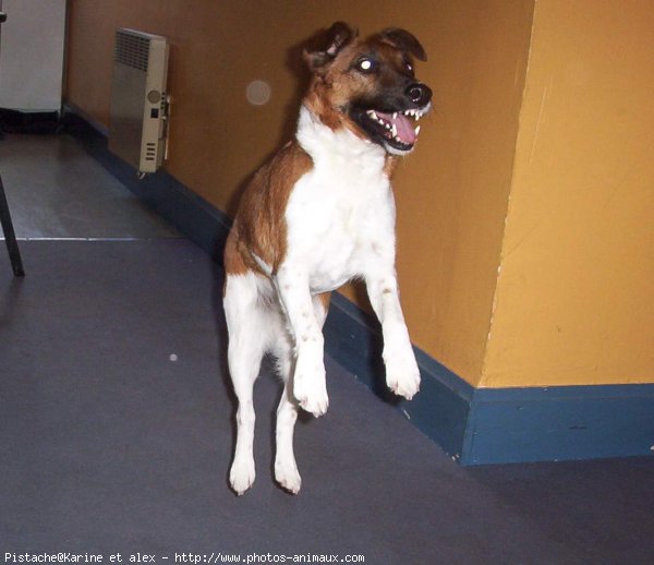 Photo de Fox terrier  poil dur