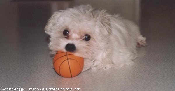 Photo de Bichon maltais