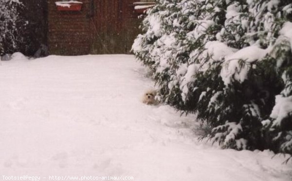 Photo de Bichon maltais