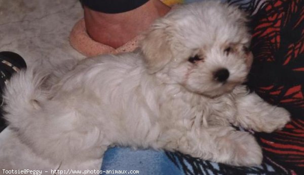 Photo de Bichon maltais