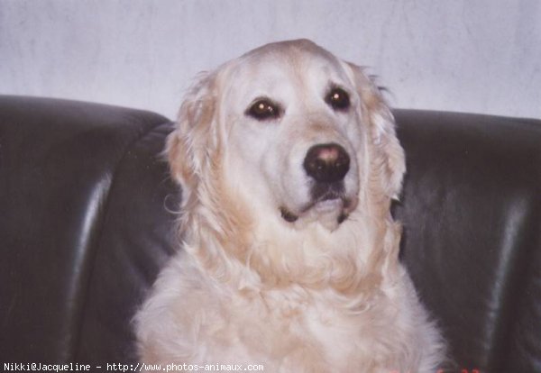 Photo de Golden retriever