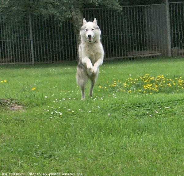 Photo de Husky siberien