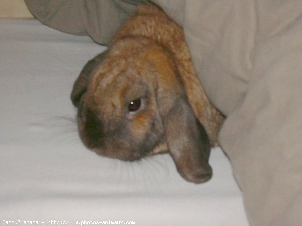 Photo de Lapin