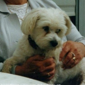 Photo de Bichon maltais