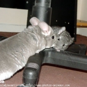 Photo de Chinchilla