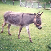 Photo d'Ane de provence