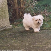 Photo de Bichon maltais