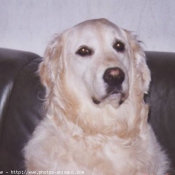 Photo de Golden retriever