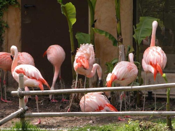 Photo de Flamand rose