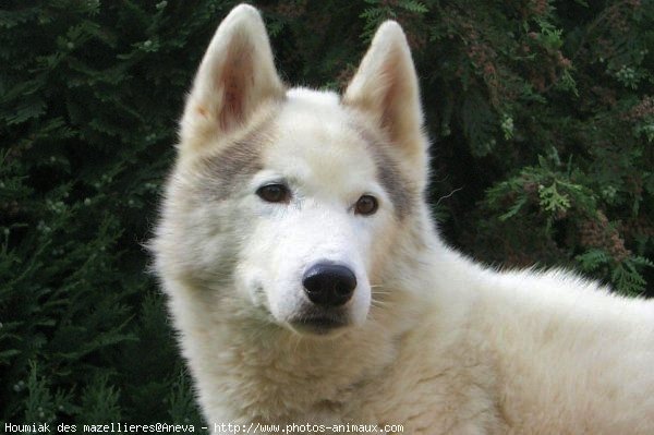 Photo de Husky siberien