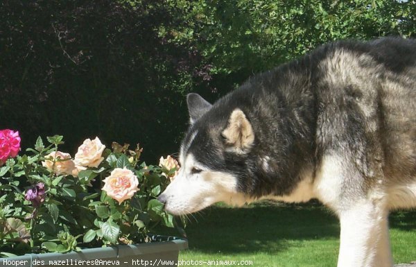 Photo de Husky siberien