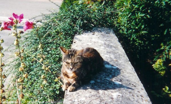 Photo de Chat domestique