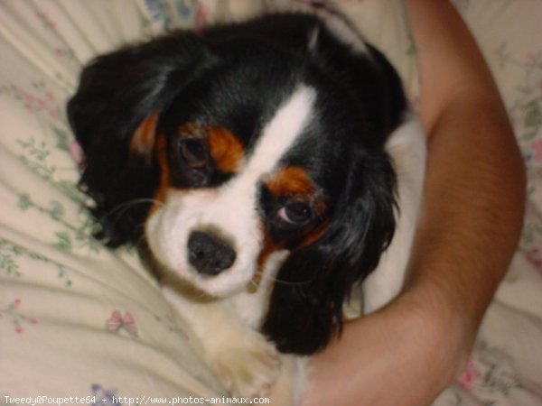 Photo de Cavalier king charles spaniel