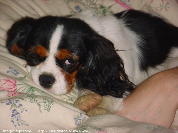 Photo de Cavalier king charles spaniel