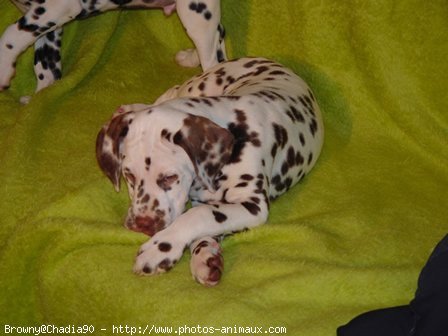 Photo de Dalmatien