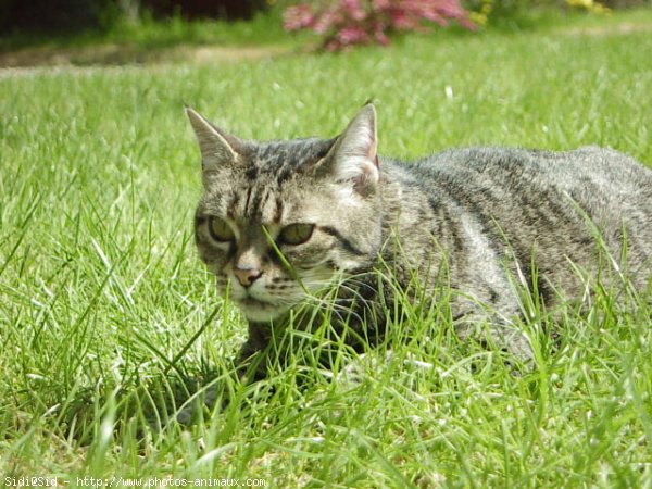 Photo de Chat domestique